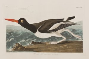 Illusztráció a "Birds of America"-ból alkotó: John James Audubon