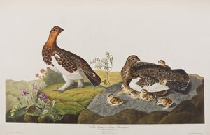Illusztráció a "Birds of America"-ból alkotó: John James Audubon