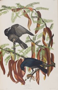Illusztráció a "Birds of America"-ból alkotó: John James Audubon