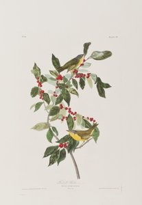 Illusztráció a "Birds of America"-ból alkotó: John James Audubon