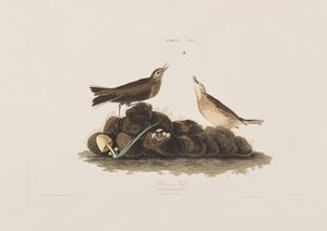 Illusztráció a "Birds of America"-ból alkotó: John James Audubon