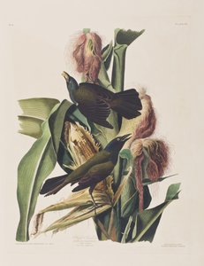 Illusztráció a "Birds of America"-ból alkotó: John James Audubon