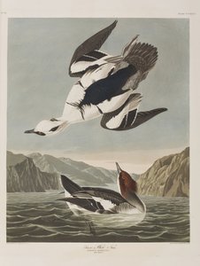 Illusztráció a "Birds of America"-ból alkotó: John James Audubon