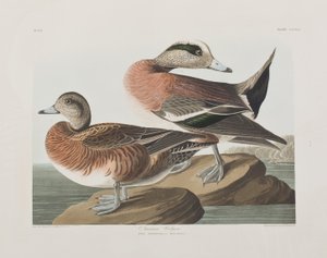 Illusztráció a "Birds of America"-ból alkotó: John James Audubon