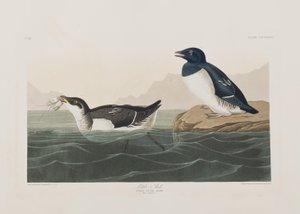 Illusztráció a "Birds of America"-ból alkotó: John James Audubon