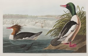 Illusztráció a "Birds of America"-ból alkotó: John James Audubon