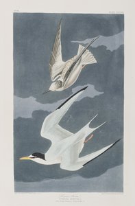 Illusztráció a "Birds of America"-ból alkotó: John James Audubon