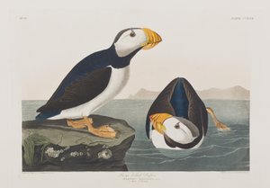 Illusztráció a "Birds of America"-ból alkotó: John James Audubon