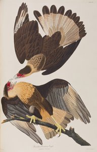 Illusztráció a "Birds of America"-ból alkotó: John James Audubon
