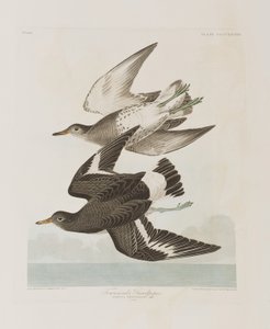 Illusztráció a "Birds of America"-ból alkotó: John James Audubon