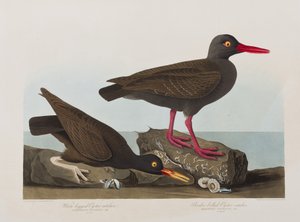 Illusztráció a "Birds of America"-ból alkotó: John James Audubon