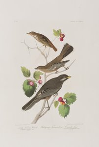 Illusztráció a "Birds of America"-ból alkotó: John James Audubon