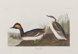 Illusztráció a "Birds of America"-ból alkotó: John James Audubon