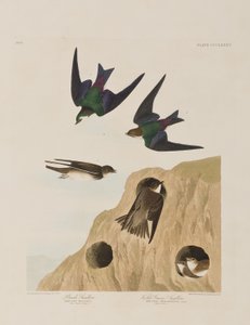 Illusztráció a "Birds of America"-ból alkotó: John James Audubon