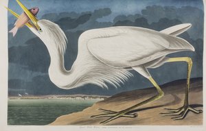 Illusztráció a "Birds of America"-ból alkotó: John James Audubon