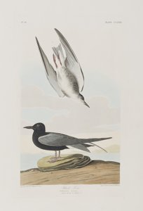 Illusztráció a "Birds of America"-ból alkotó: John James Audubon