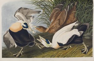 Illusztráció a "Birds of America"-ból alkotó: John James Audubon