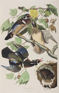 Illusztráció a "Birds of America"-ból alkotó: John James Audubon