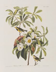 Illusztráció a "Birds of America"-ból alkotó: John James Audubon