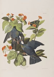Illusztráció a "Birds of America"-ból alkotó: John James Audubon