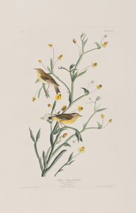 Illusztráció a "Birds of America"-ból alkotó: John James Audubon