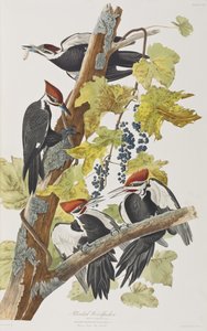 Illusztráció a "Birds of America"-ból alkotó: John James Audubon