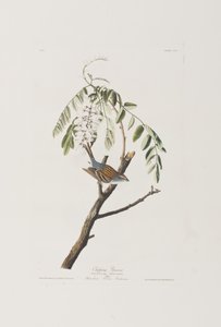 Illusztráció a "Birds of America"-ból alkotó: John James Audubon