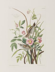 Illusztráció a "Birds of America"-ból alkotó: John James Audubon