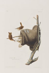 Illusztráció a "Birds of America"-ból alkotó: John James Audubon