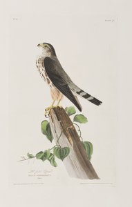 Illusztráció a "Birds of America"-ból alkotó: John James Audubon