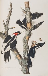 Illusztráció a "Birds of America"-ból alkotó: John James Audubon