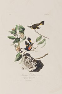 Illusztráció a "Birds of America"-ból alkotó: John James Audubon