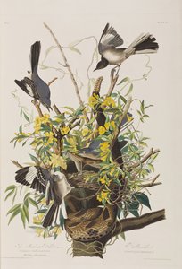 Illusztráció a "Birds of America"-ból alkotó: John James Audubon
