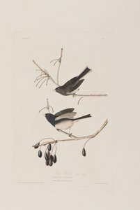Illusztráció a "Birds of America"-ból alkotó: John James Audubon