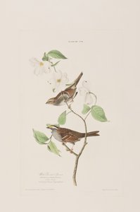 Illusztráció a "Birds of America"-ból alkotó: John James Audubon