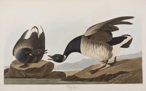Illusztráció a "Birds of America"-ból alkotó: John James Audubon