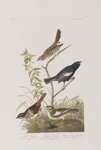 Illusztráció a "Birds of America"-ból alkotó: John James Audubon