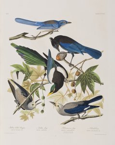 Illusztráció a "Birds of America"-ból alkotó: John James Audubon