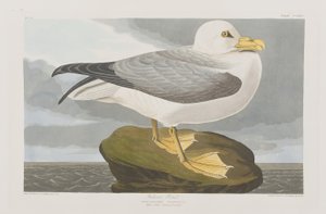 Illusztráció a "Birds of America"-ból alkotó: John James Audubon