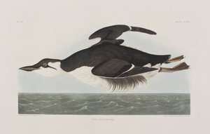 Illusztráció a "Birds of America"-ból alkotó: John James Audubon