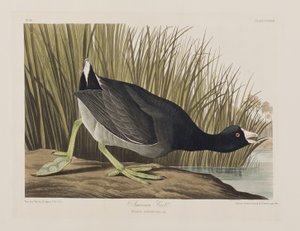 Illusztráció a "Birds of America"-ból alkotó: John James Audubon