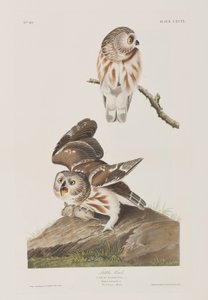 Illusztráció a "Birds of America"-ból alkotó: John James Audubon