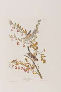 Illusztráció a "Birds of America"-ból alkotó: John James Audubon