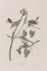 Illusztráció a "Birds of America"-ból alkotó: John James Audubon