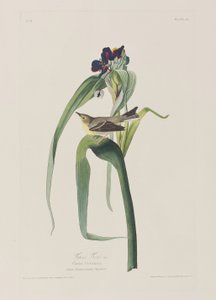 Illusztráció a "Birds of America"-ból alkotó: John James Audubon