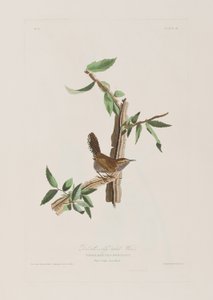 Illusztráció a "Birds of America"-ból alkotó: John James Audubon