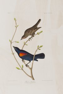 Illusztráció a "Birds of America"-ból alkotó: John James Audubon