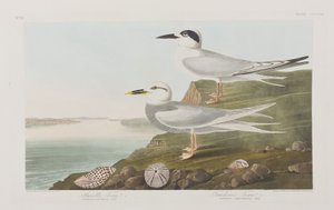 Illusztráció a "Birds of America"-ból alkotó: John James Audubon