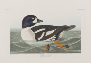 Illusztráció a "Birds of America"-ból alkotó: John James Audubon
