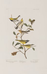 Illusztráció a "Birds of America"-ból alkotó: John James Audubon